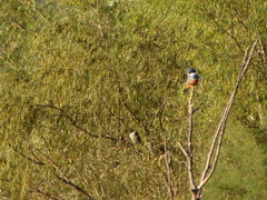 Megaceryle torquata