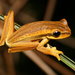 Itapecerica da Serra Tree Frog - Photo (c) Diogo B. Provete, some rights reserved (CC BY-NC), uploaded by Diogo B. Provete