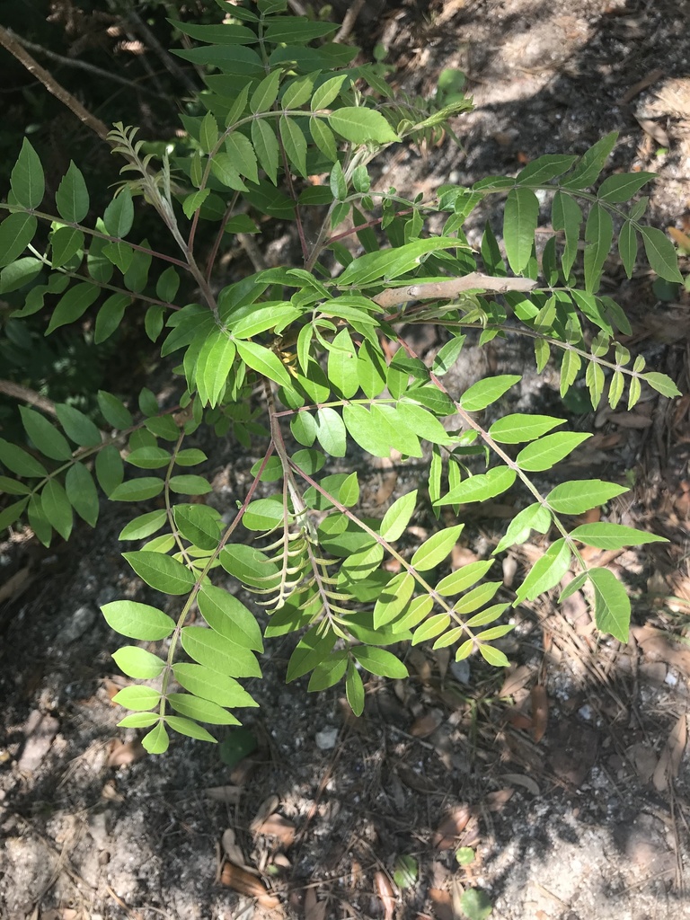shining sumac from North Carolina Aquarium, Pine Knoll Shores, NC, US