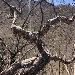 Pseudobombax palmeri