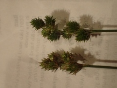 Carex vulpinoidea