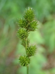 Carex vulpinoidea