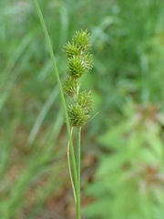 Carex vulpinoidea