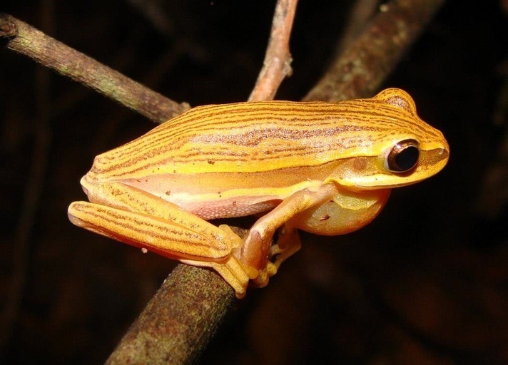 Chapada Dos Veadeiros Tree Frog