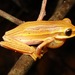 Goiás Tree Frog - Photo (c) Diogo B. Provete, some rights reserved (CC BY-NC), uploaded by Diogo B. Provete