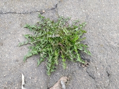 Taraxacum officinale