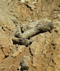 Herpestes pulverulentus