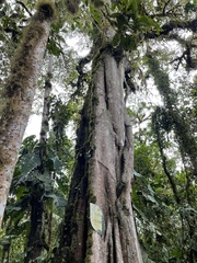 Ficus americana