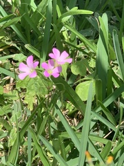 Oxalis