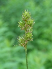 Carex annectens