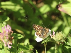 Phyciodes pulchella