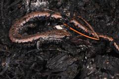 Batrachoseps wrighti