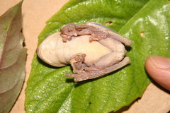 Bokermannohyla ahenea