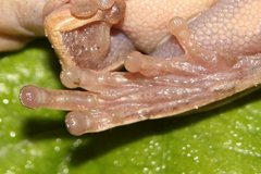 Bokermannohyla ahenea