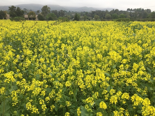 Representative image of Brassica