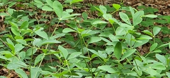 Baptisia nuttalliana