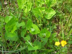 Aristolochia pallida