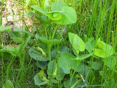Aristolochia pallida