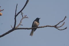 Copsychus saularis