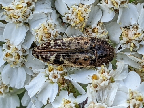 iNaturalist observation photo of Acmaeodera hepburnii