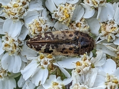 Acmaeodera hepburnii