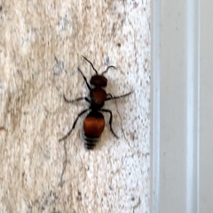 Pseudomethoca propinqua