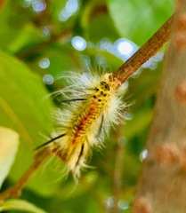 Lophocampa mixta