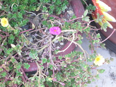 Portulaca