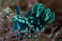 Nembrotha cristata