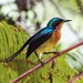 Ruby-cheeked Sunbird - Photo (c) Lam Mowsum, some rights reserved (CC BY-NC), uploaded by Lam Mowsum