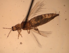 Frankliniella