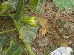 Cucurbita