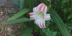 Hippeastrum reticulatum