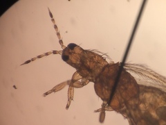 Frankliniella