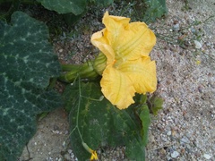 Cucurbita