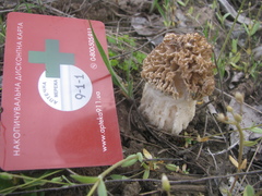 Morchella steppicola