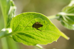 Ectobius sylvestris