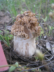 Morchella steppicola