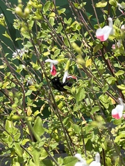 Xylocopa sonorina