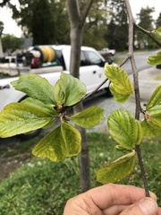 Parrotia