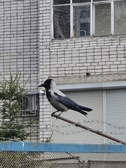 Corvus cornix