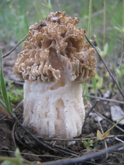 Morchella steppicola