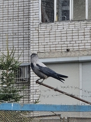 Corvus cornix