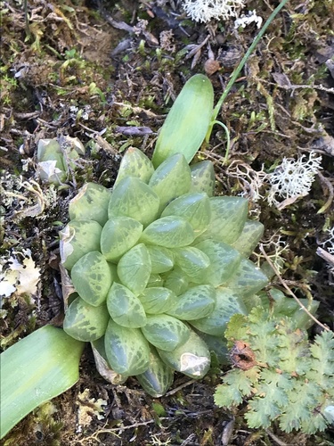 Haworthia transiens