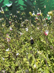 Xylocopa sonorina