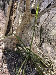 Agave rhodacantha