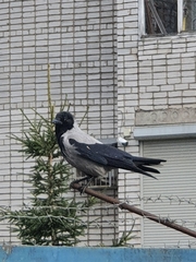 Corvus cornix