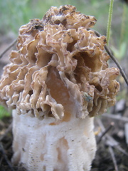 Morchella steppicola