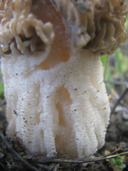 Morchella steppicola