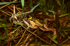 Physalaemus gracilis